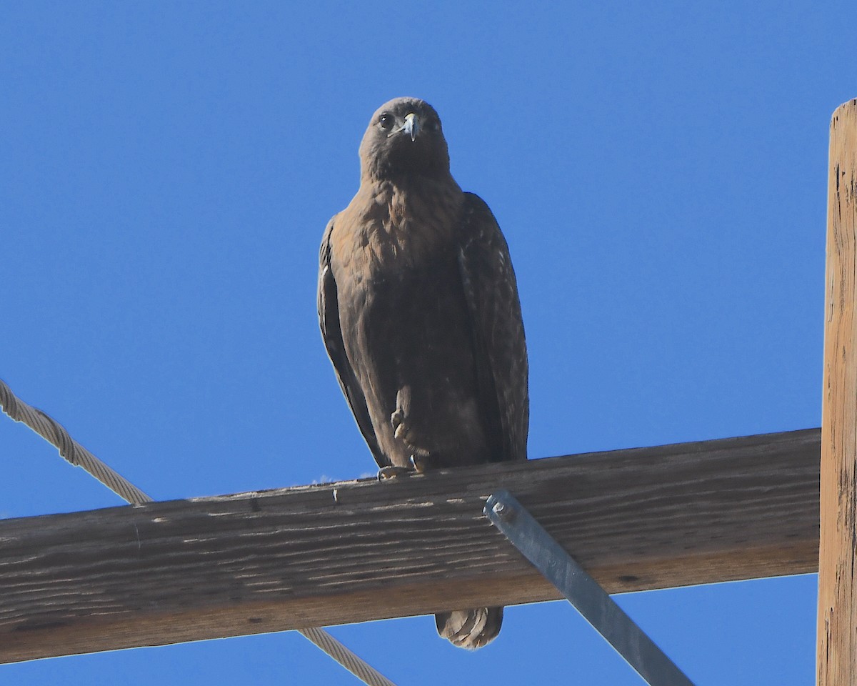 Red-tailed Hawk - ML646425061