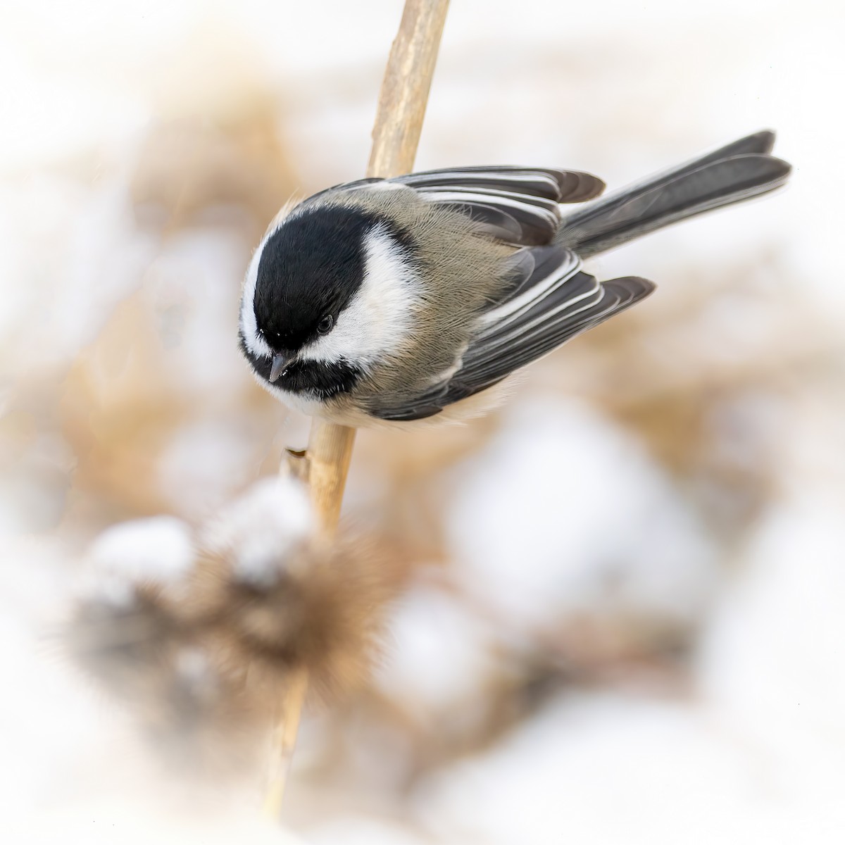 Black-capped Chickadee - ML646425065