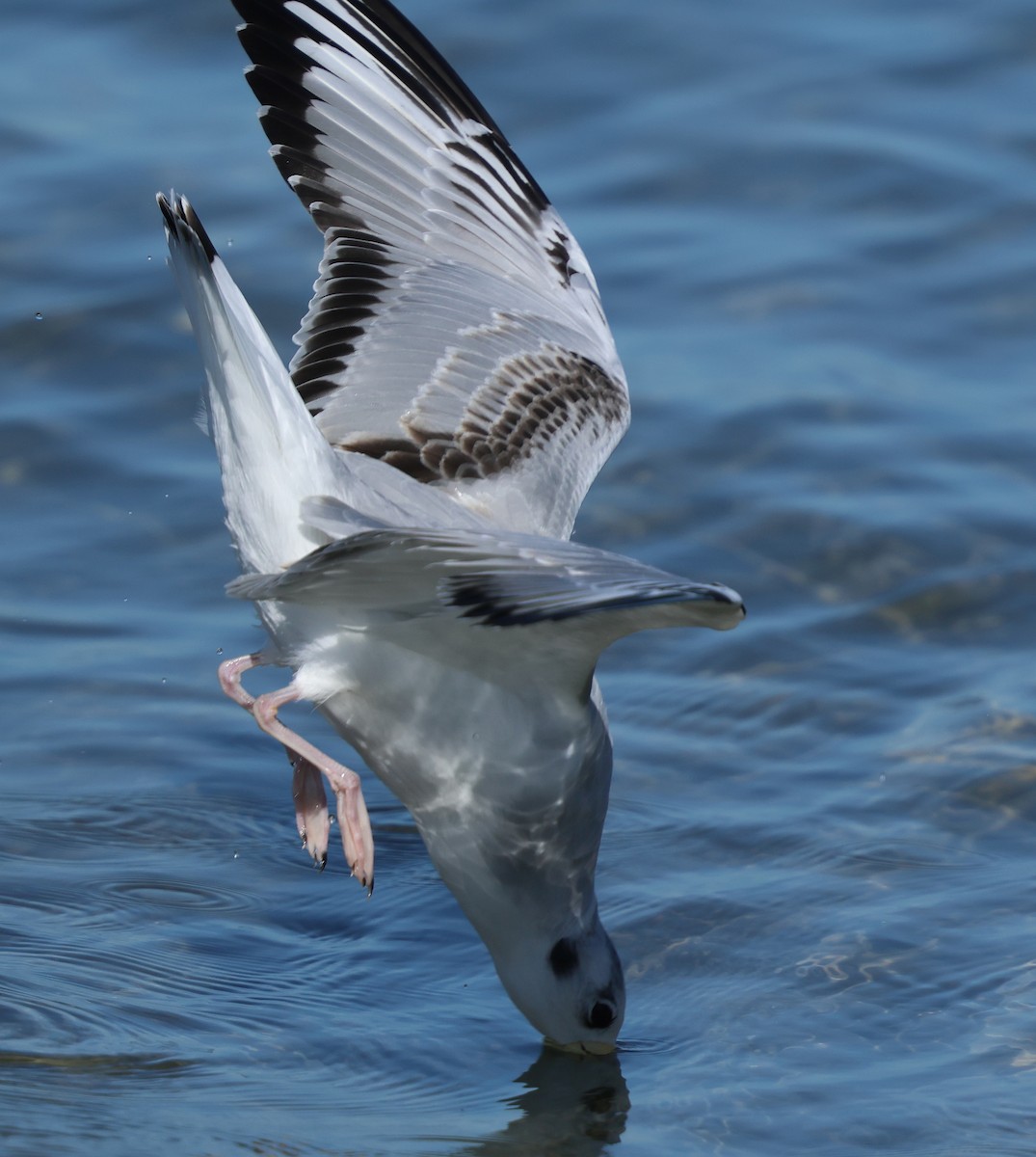 Bonaparte's Gull - ML646425071