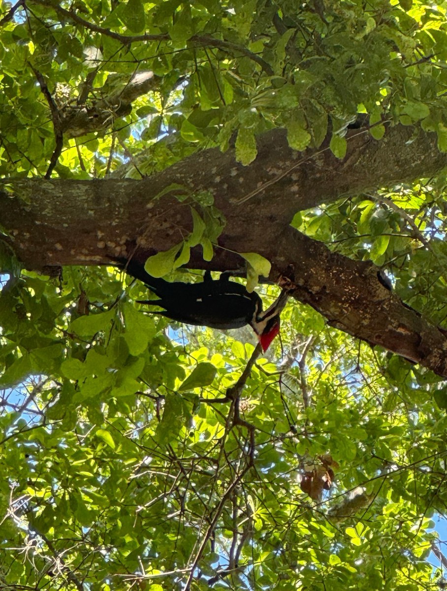 Жовна північна - ML646425072