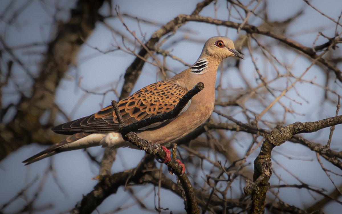 European Turtle-Dove - ML646425074