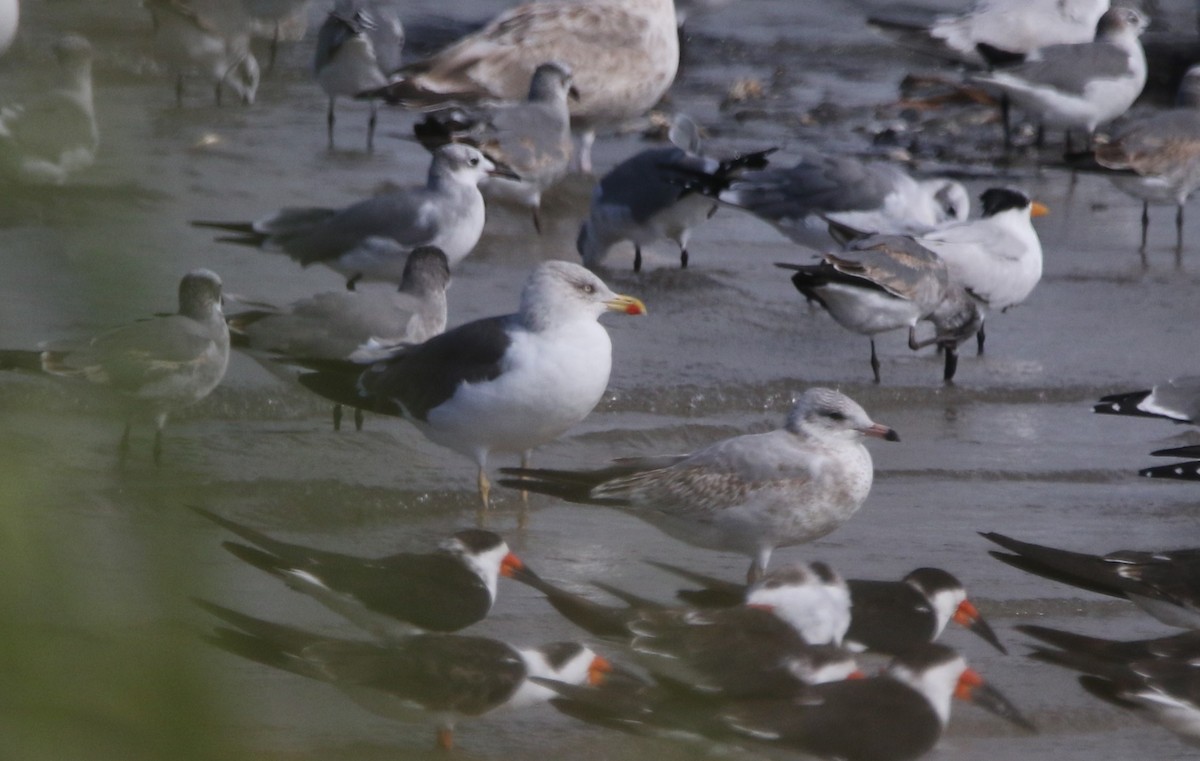 Lesser Black-backed Gull - ML646425075