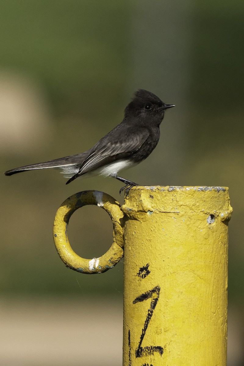 Black Phoebe - ML646425076