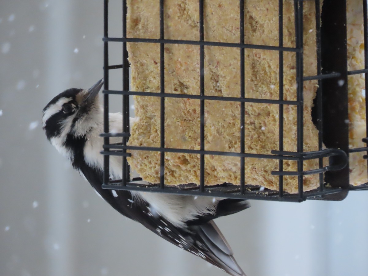 Downy Woodpecker - ML646425077