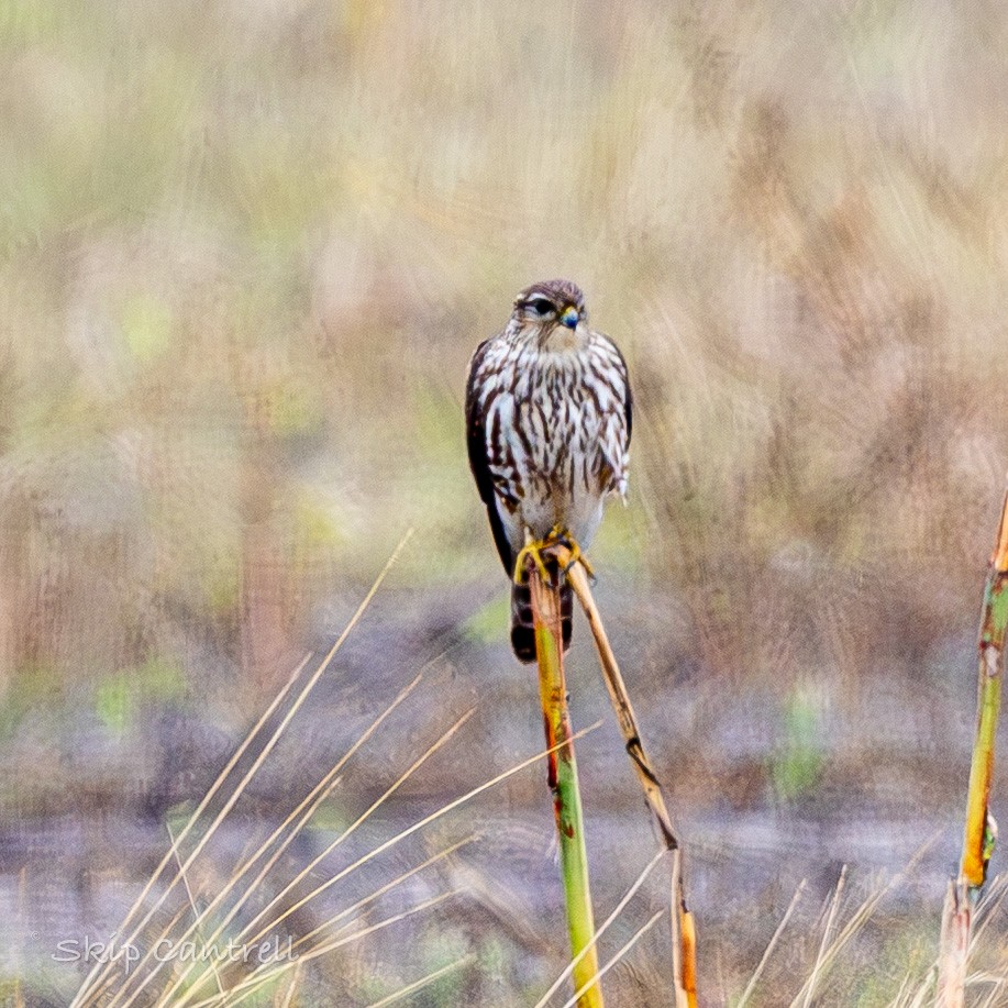 灰背隼 - ML646425078