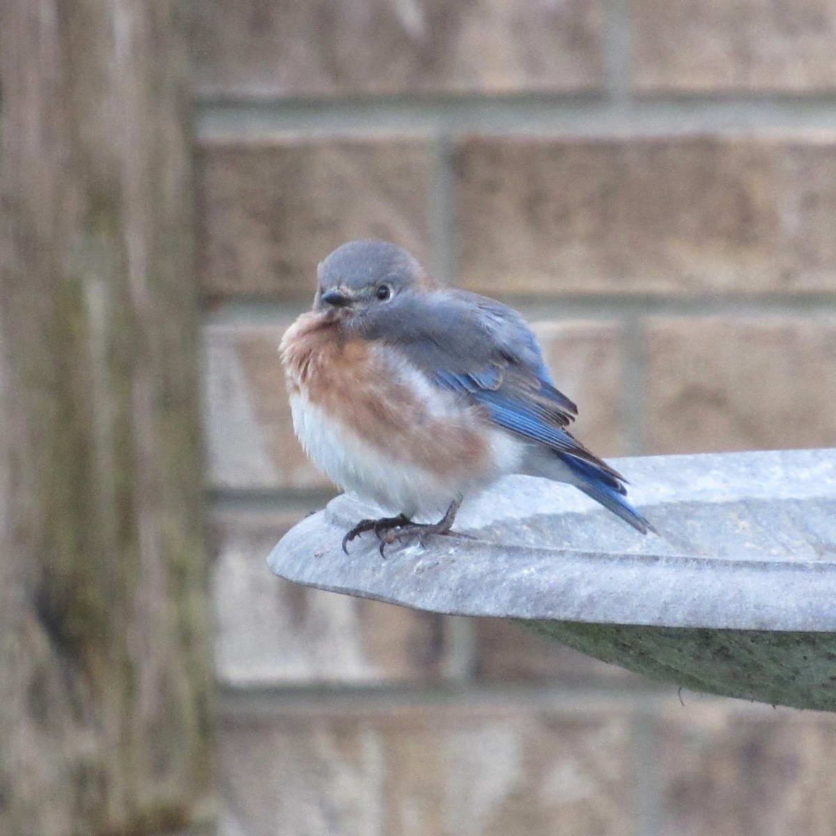 Блакитник східний - ML646425081