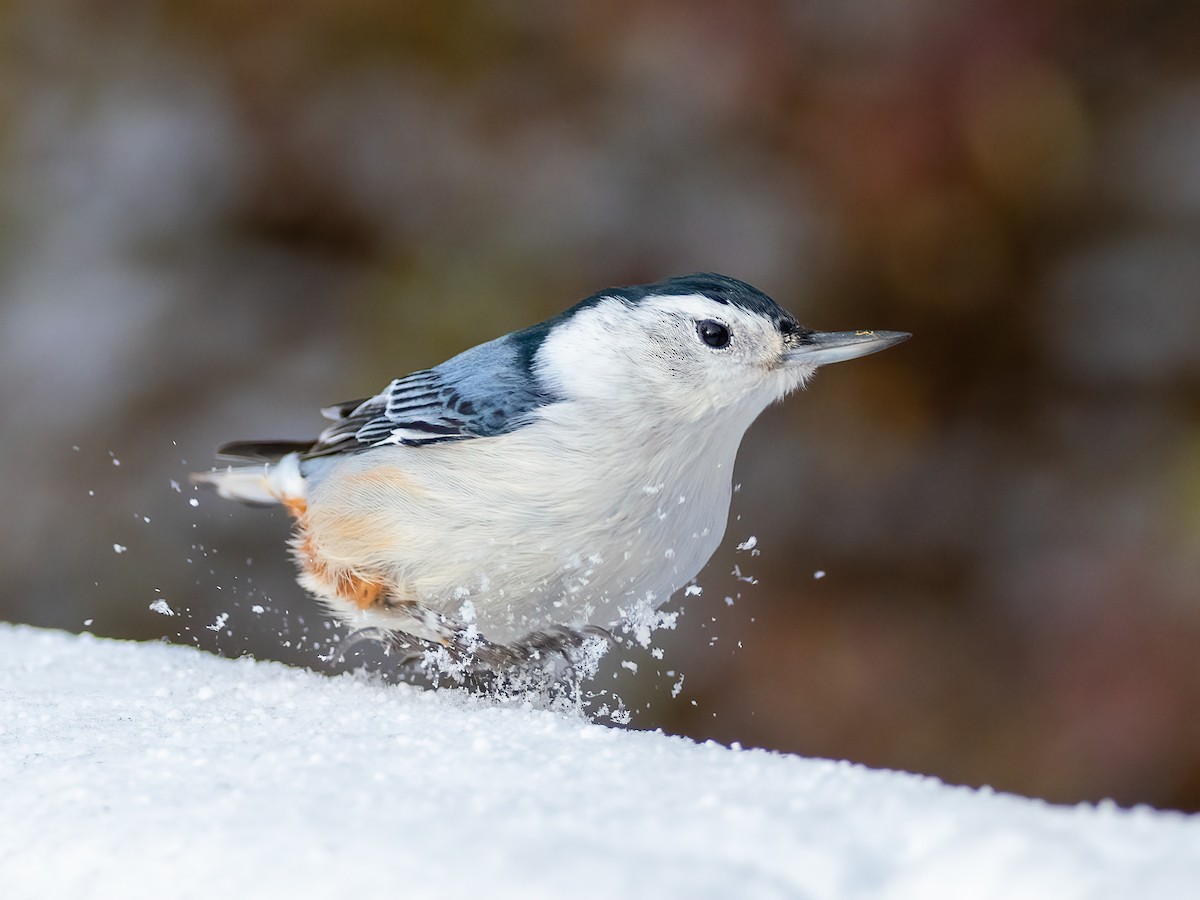 White-breasted Nuthatch - ML646425082