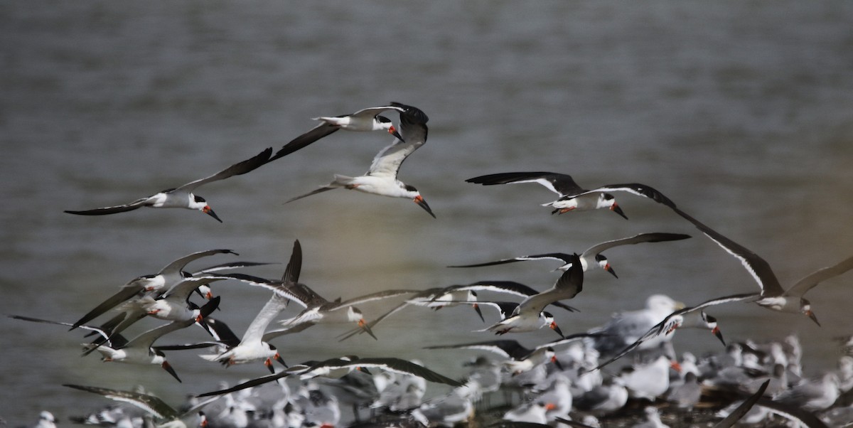 Black Skimmer - ML646425083