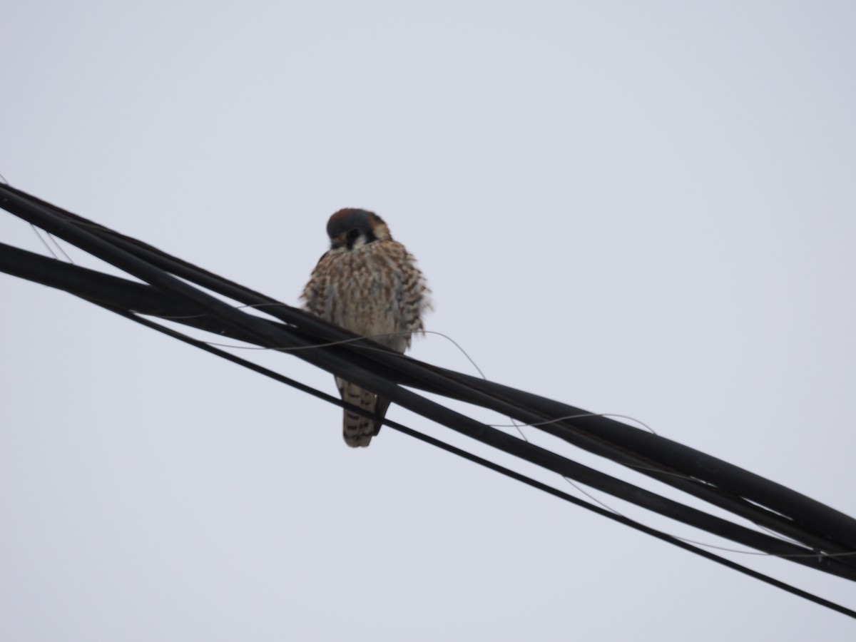 Воробьиная пустельга - ML646425084