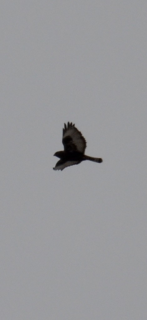 Rough-legged Hawk - ML646425087