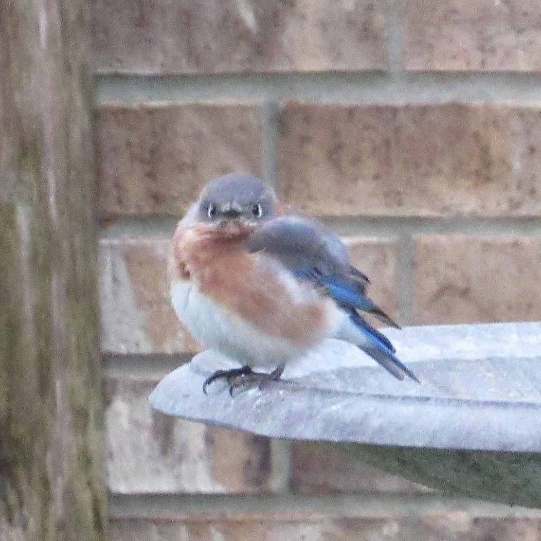 Блакитник східний - ML646425088