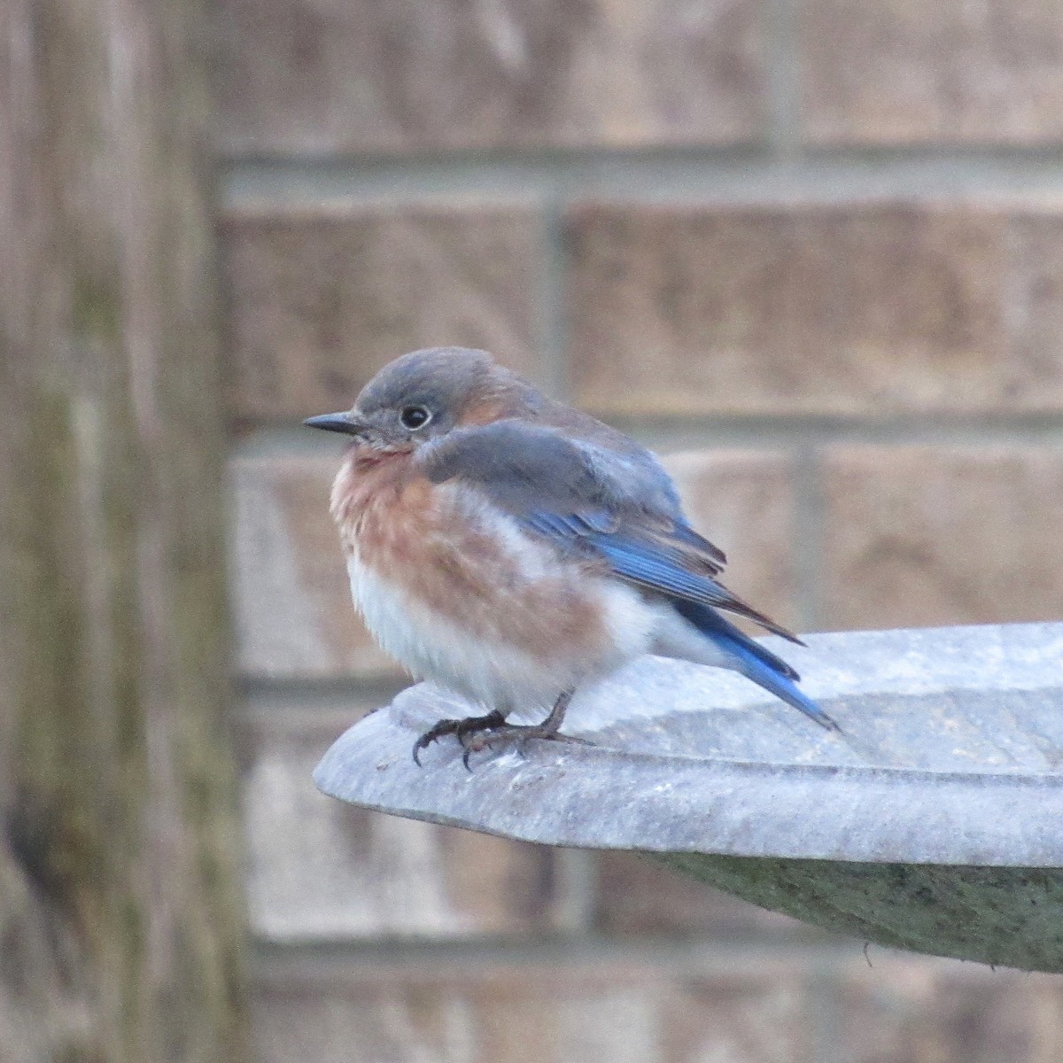 Блакитник східний - ML646425089