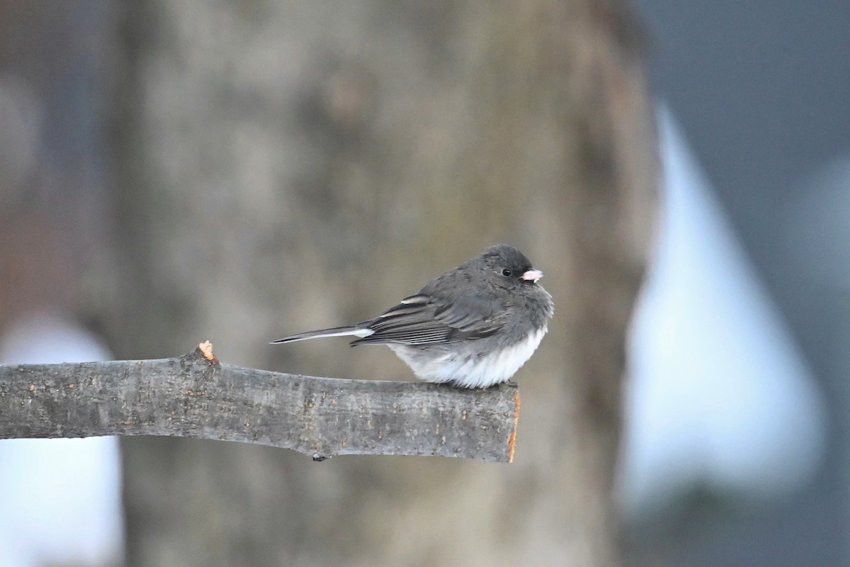 Dark-eyed Junco - ML646425092