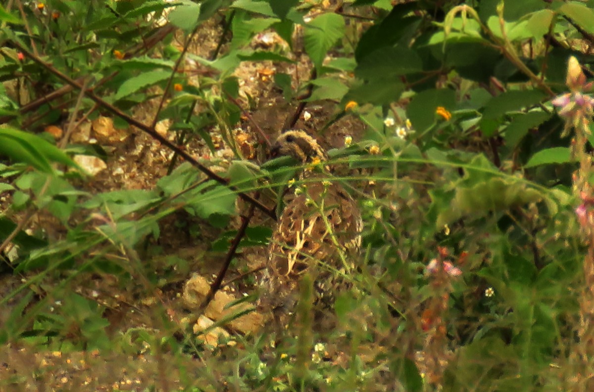 Spot-bellied Bobwhite - ML646425093