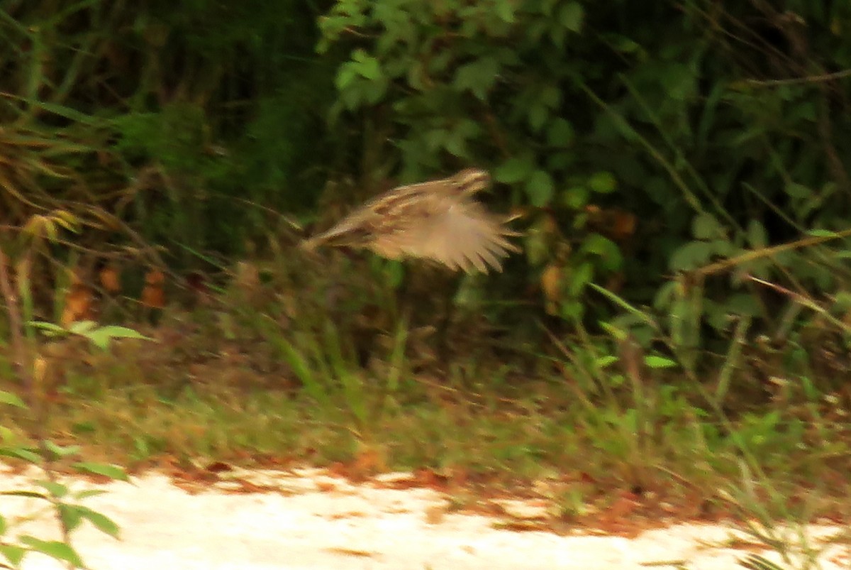 Spot-bellied Bobwhite - ML646425094
