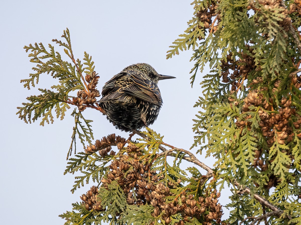 European Starling - ML646425095