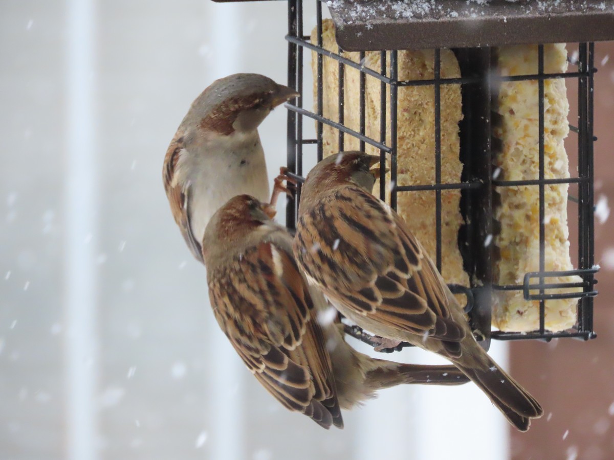 Оронгийн бор шувуу - ML646425097