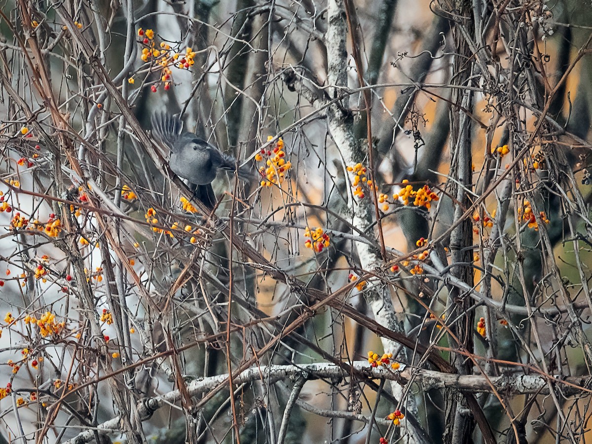 Gray Catbird - ML646425098