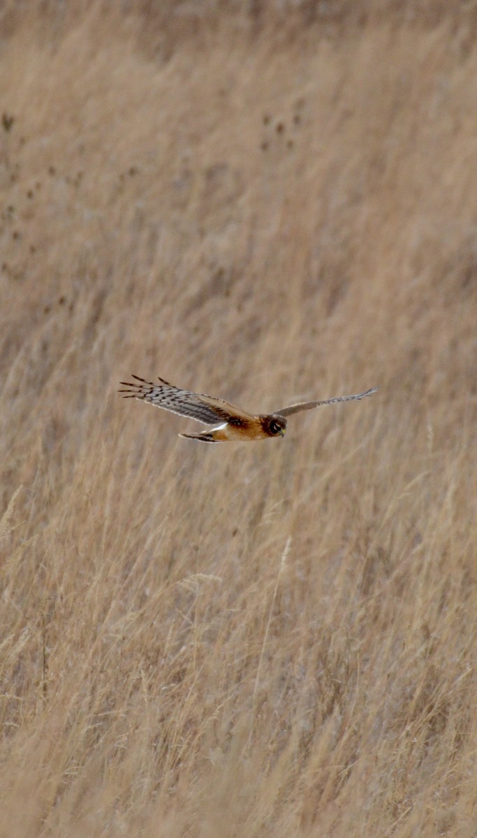 Northern Harrier - ML646425100