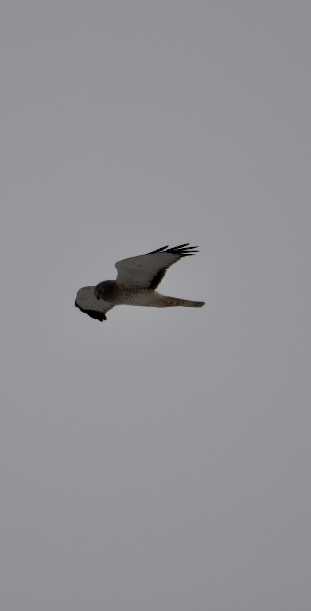 Northern Harrier - ML646425101
