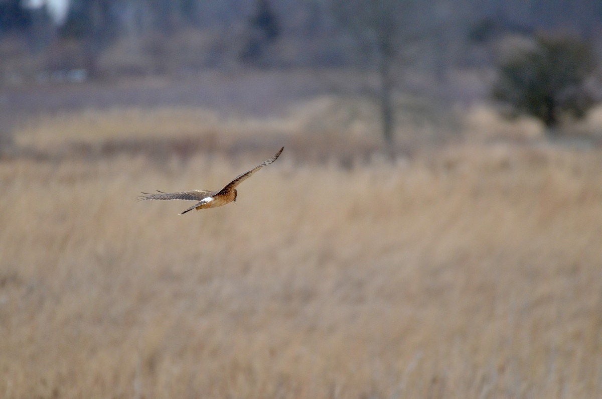 Northern Harrier - ML646425102