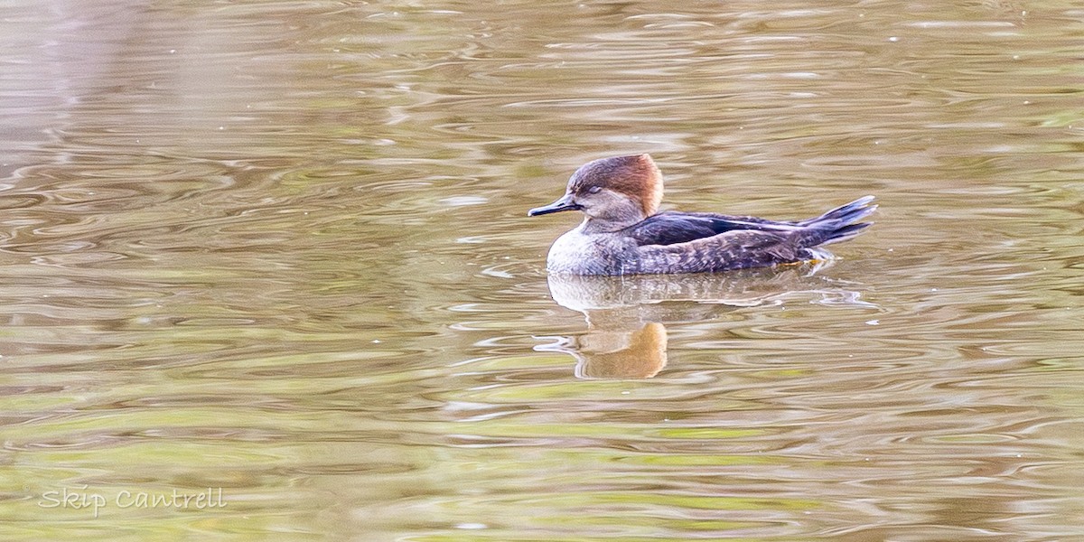 Hooded Merganser - ML646425103