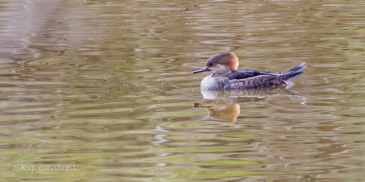 Hooded Merganser - ML646425104