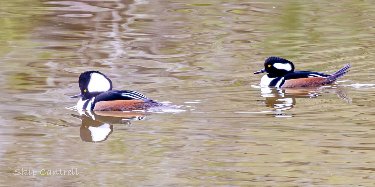 Hooded Merganser - ML646425105