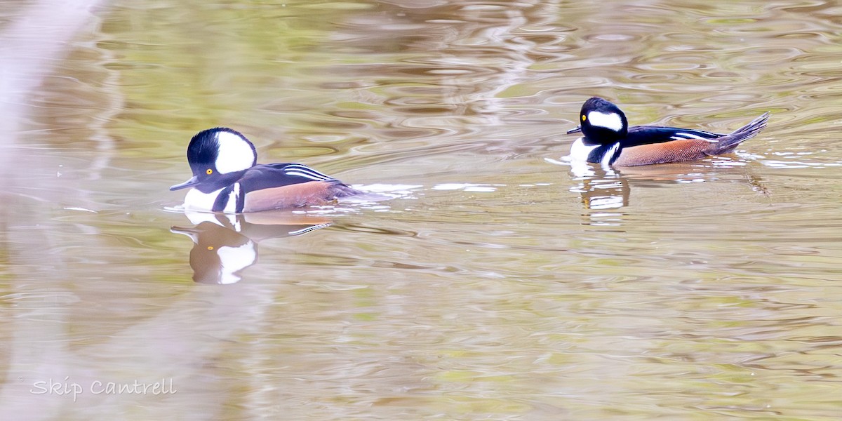 Hooded Merganser - ML646425106