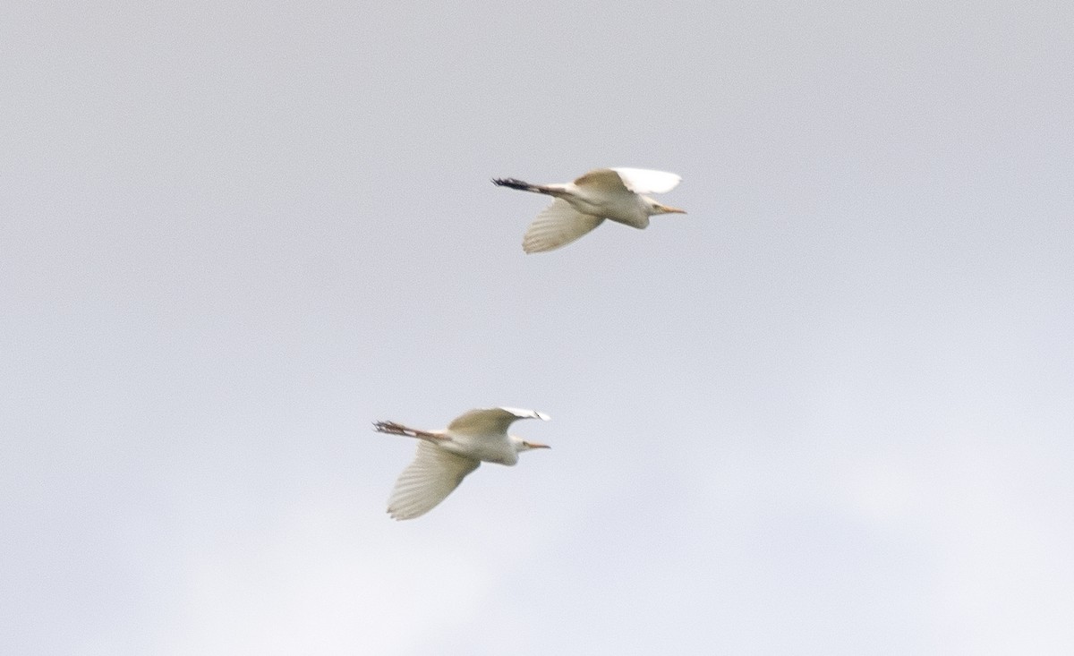 Garceta Grande - ML646425107