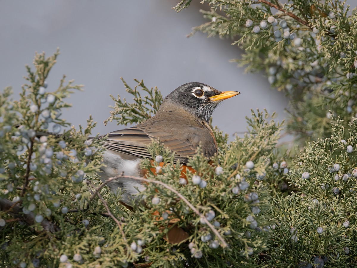 American Robin - ML646425112