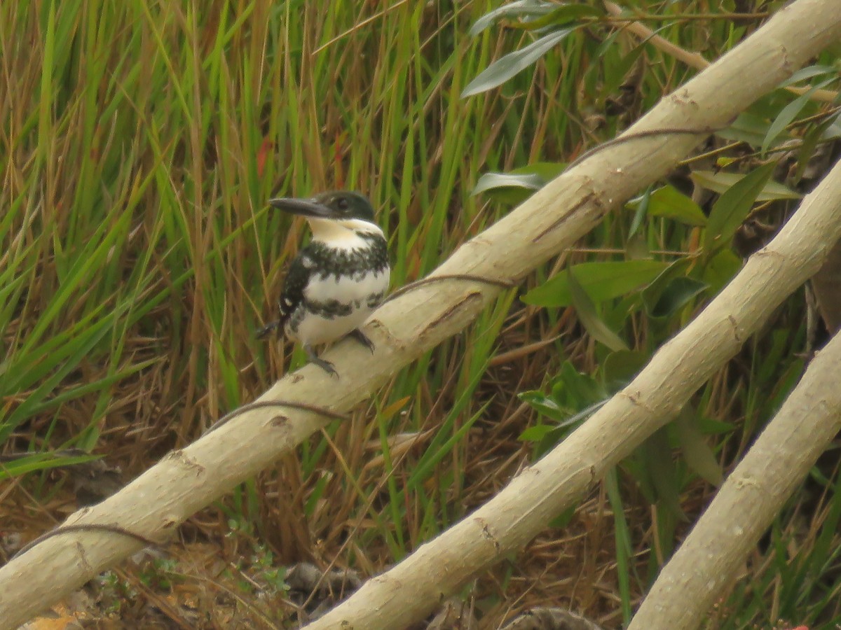 Green Kingfisher - ML646425118