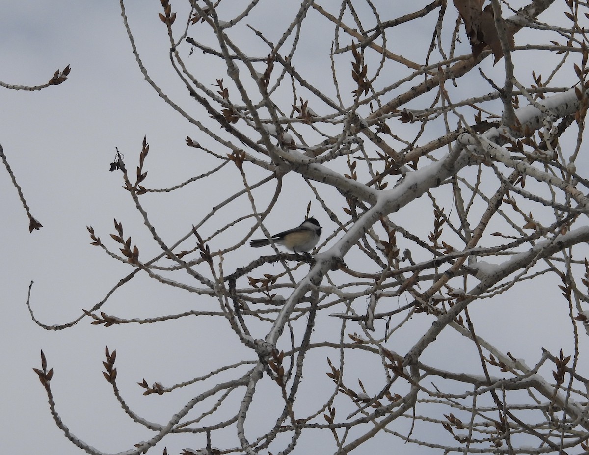Black-capped Chickadee - ML646425119
