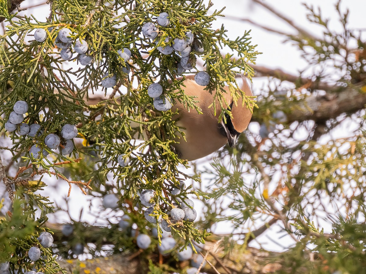 Cedar Waxwing - ML646425123