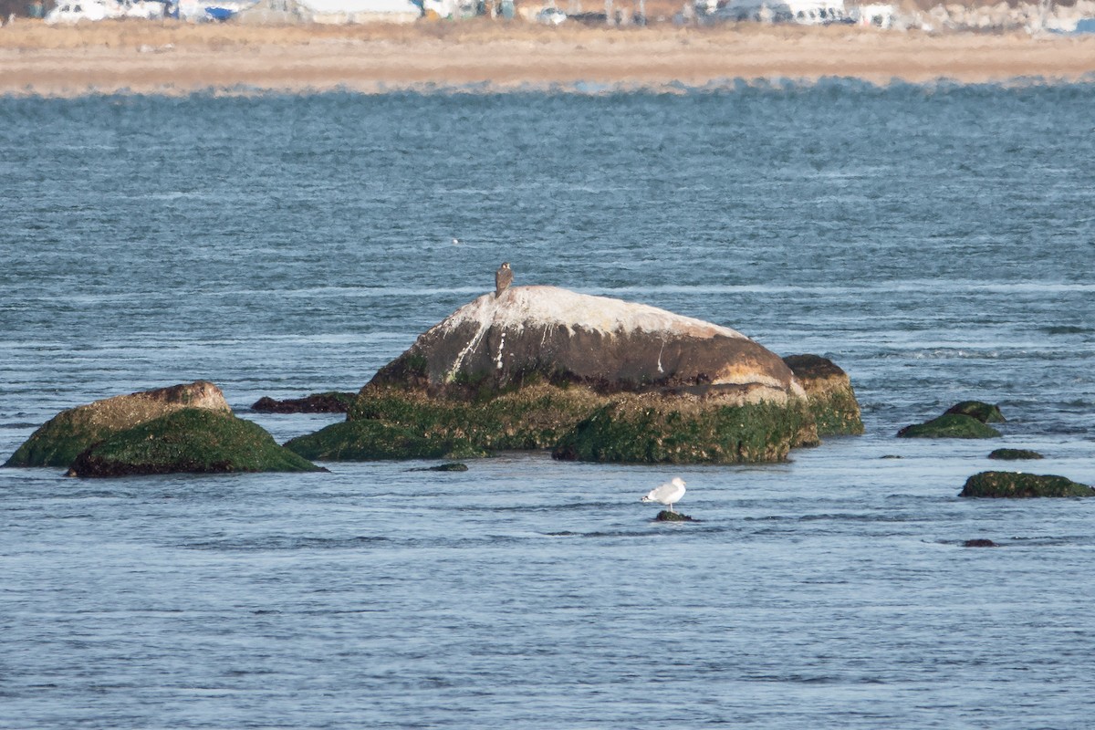 Peregrine Falcon - ML646425124