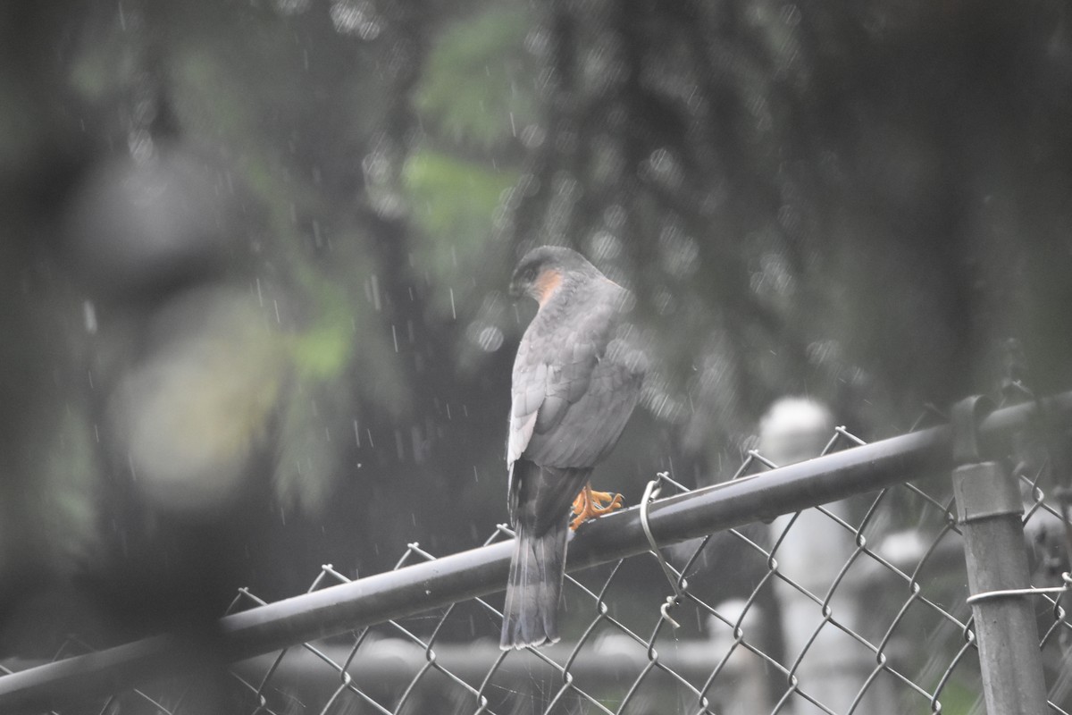 Sharp-shinned Hawk - ML646425125