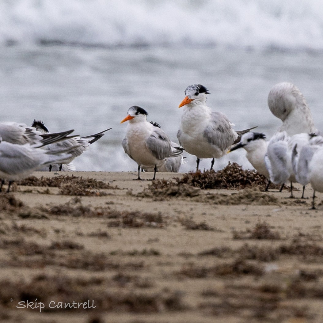 Elegant Tern - ML646425126