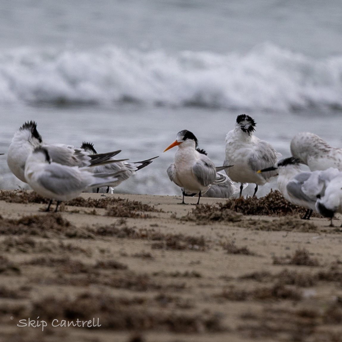 Elegant Tern - ML646425127