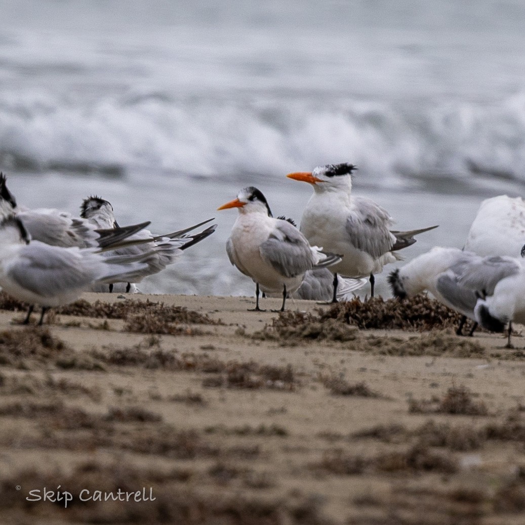 Elegant Tern - ML646425128