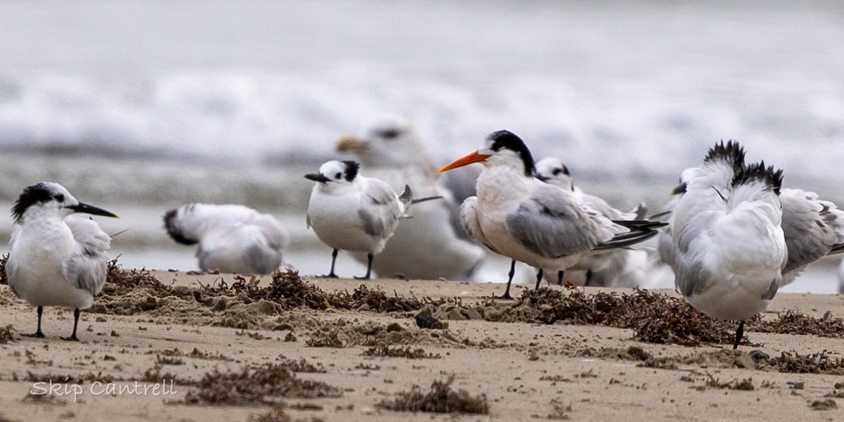 Elegant Tern - ML646425129