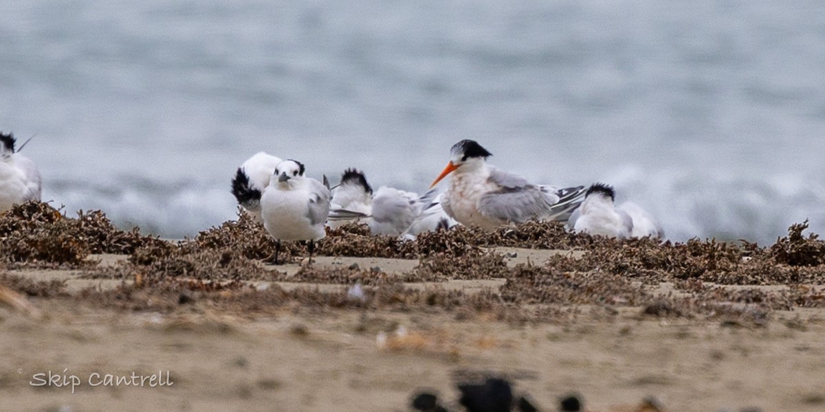 Elegant Tern - ML646425130