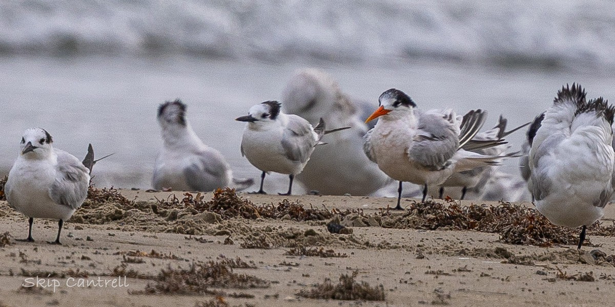 Elegant Tern - ML646425131