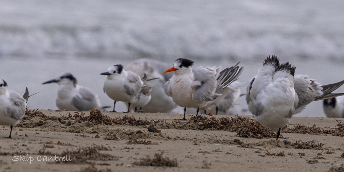 Elegant Tern - ML646425132