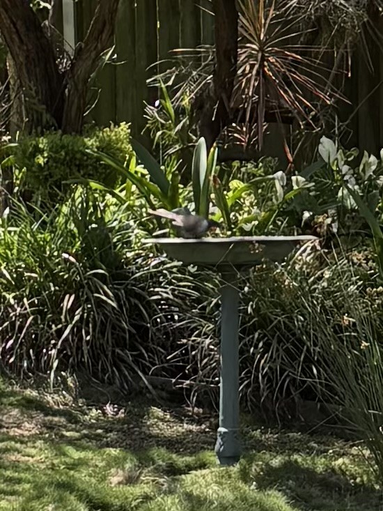 Noisy Friarbird - ML646425133