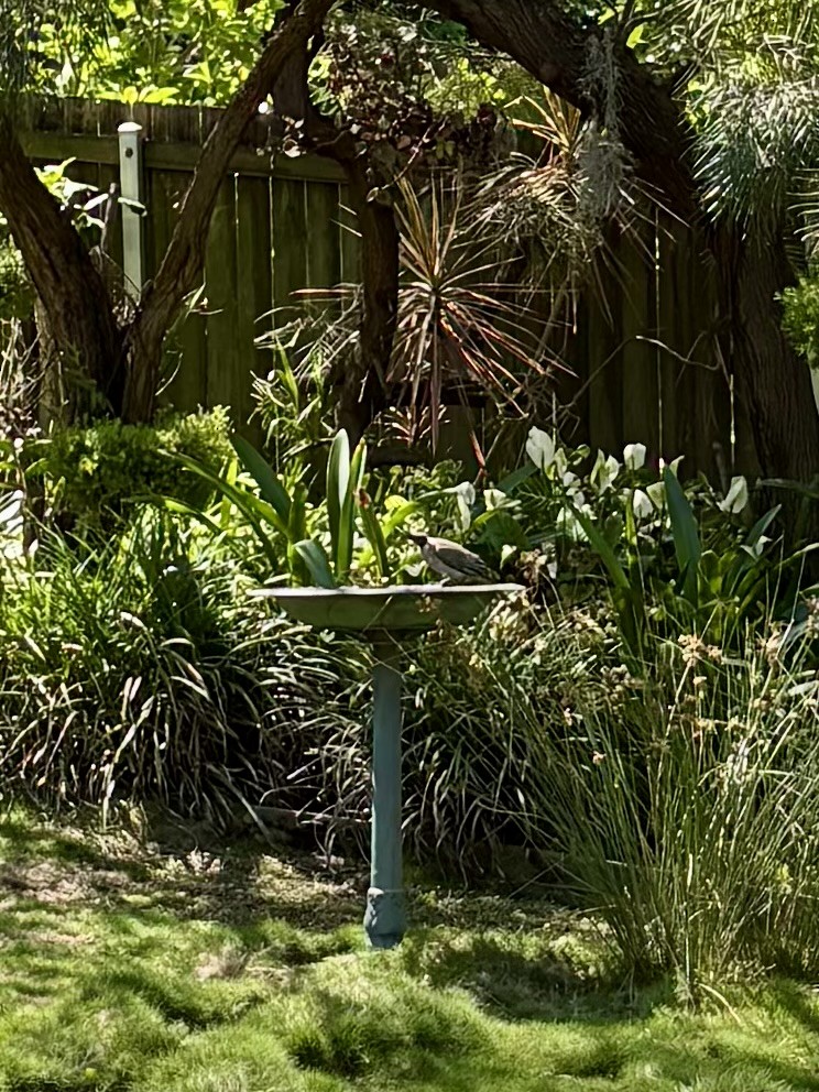 Noisy Friarbird - ML646425134