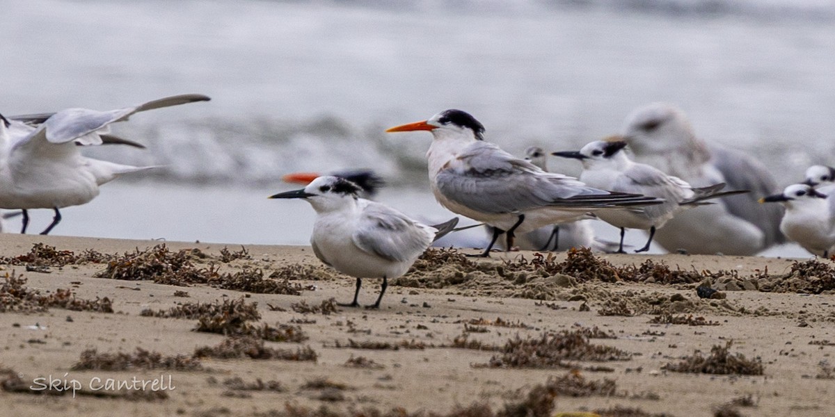 Elegant Tern - ML646425135