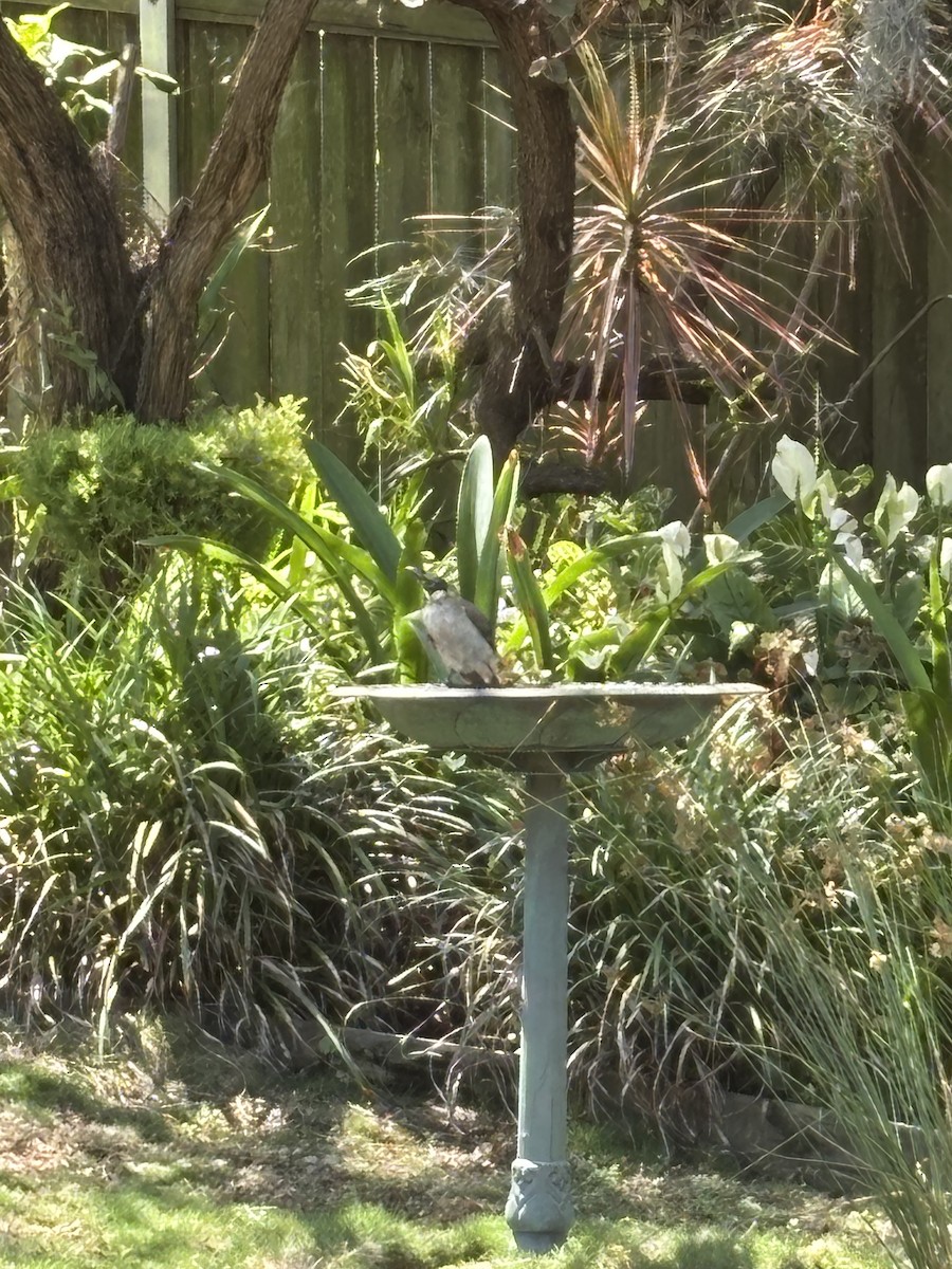 Noisy Friarbird - ML646425136