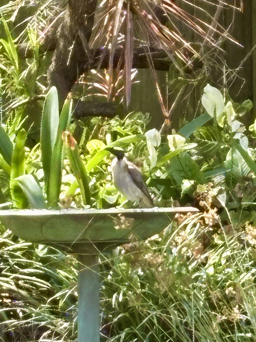 Noisy Friarbird - ML646425137