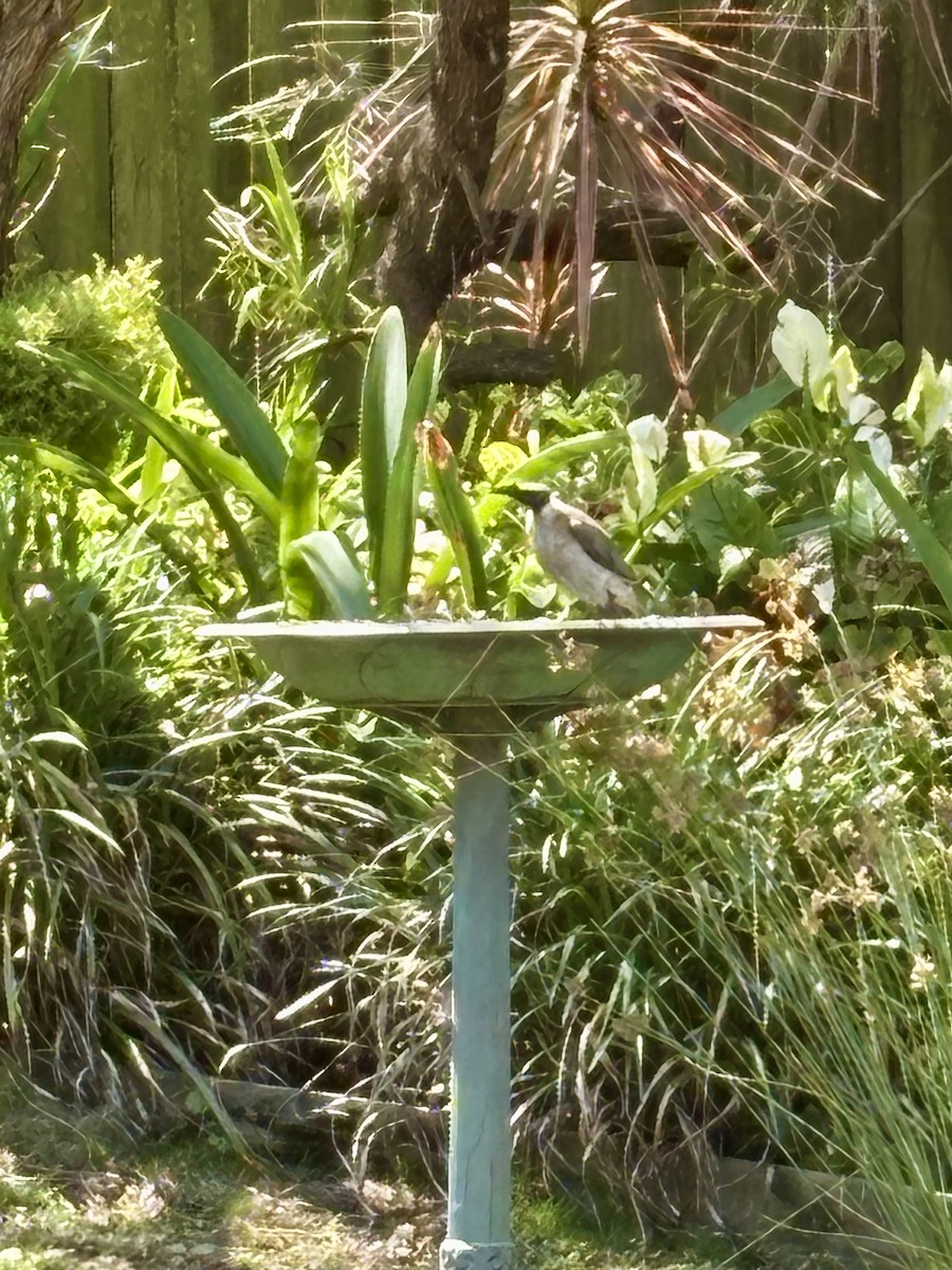 Noisy Friarbird - ML646425138