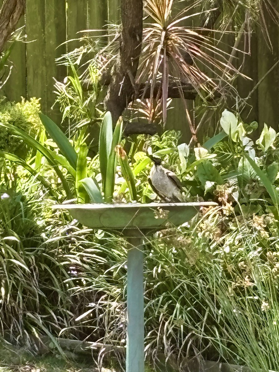 Noisy Friarbird - ML646425139